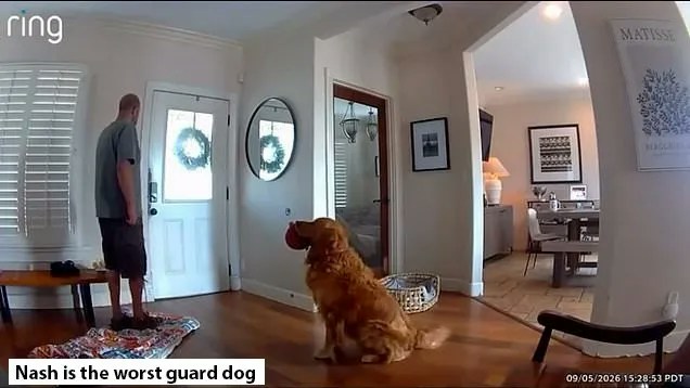 美國加州金毛犬遇賊獻玩具 網民笑封全球最差看門狗|有片