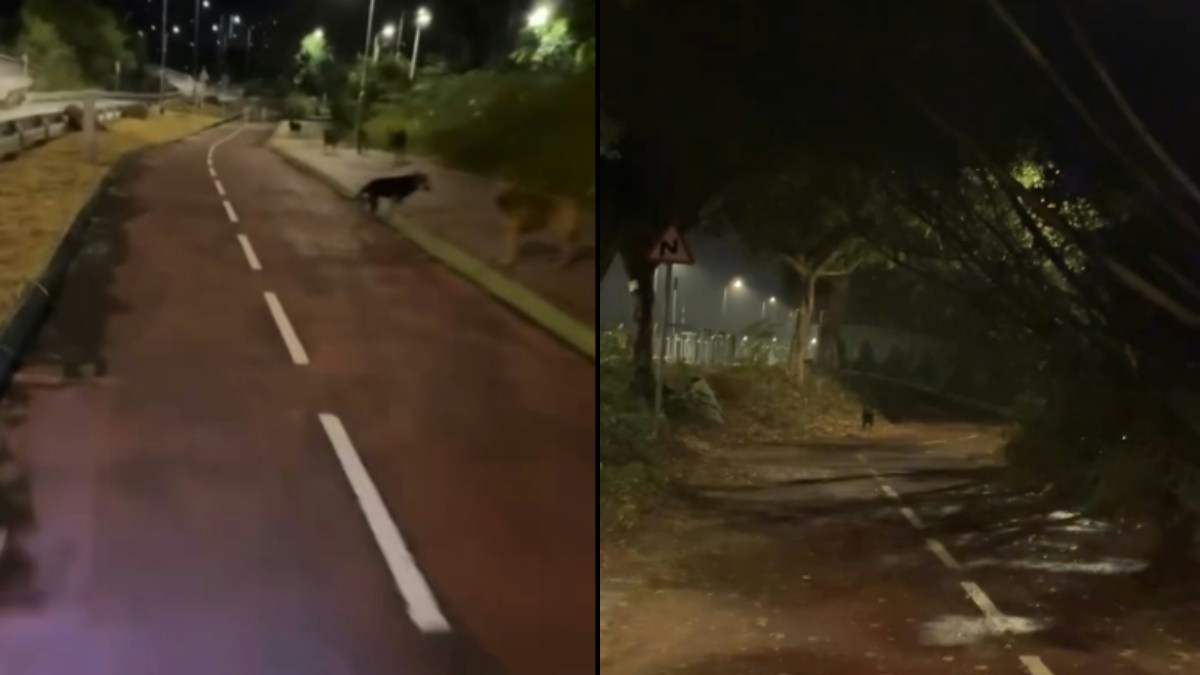 元朗疑狗咬死人｜新界網民夜歸遇狗攔路片　嘆：日日返屋企都好驚
