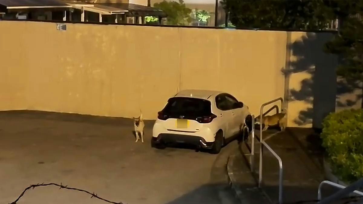 屯門4犬圍攻停泊私家車 扯甩車頭泵把 遇警車火速奔逃|有片