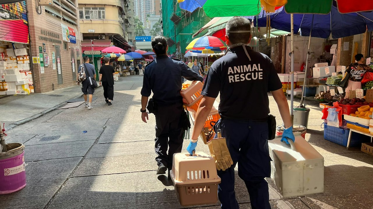 旺角劏房藏死龜貓屍|愛協檢走生還龜隻予獸醫檢查 現場環境惡劣