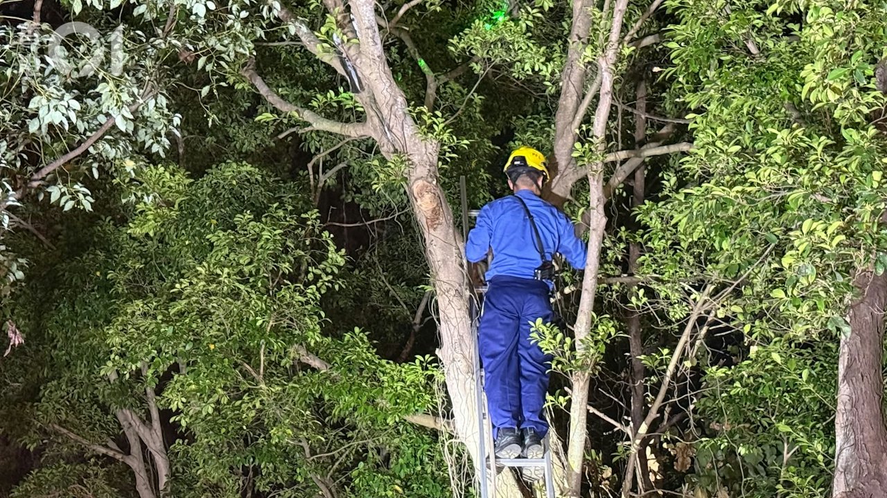 港島數碼港寵物蜥蝪爬上樹失蹤 消防員攀梯營救 愛協在場戒備