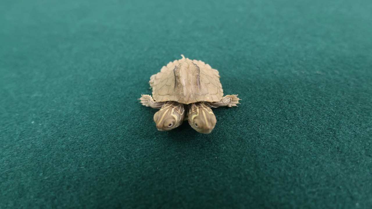 海關落馬洲截24歲男子 揭褲袋藏瀕危雙頭龜價值$1萬
