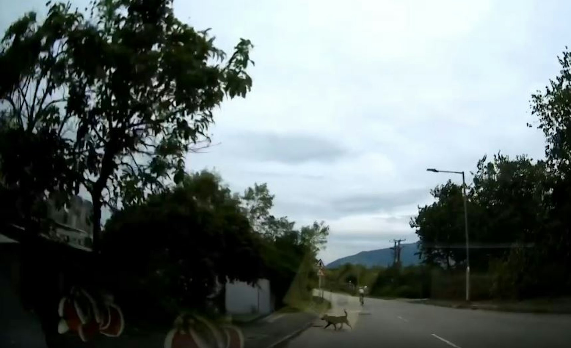 單車加速離去後,狗隻返回路邊。(Threads_tungyiulam截圖)