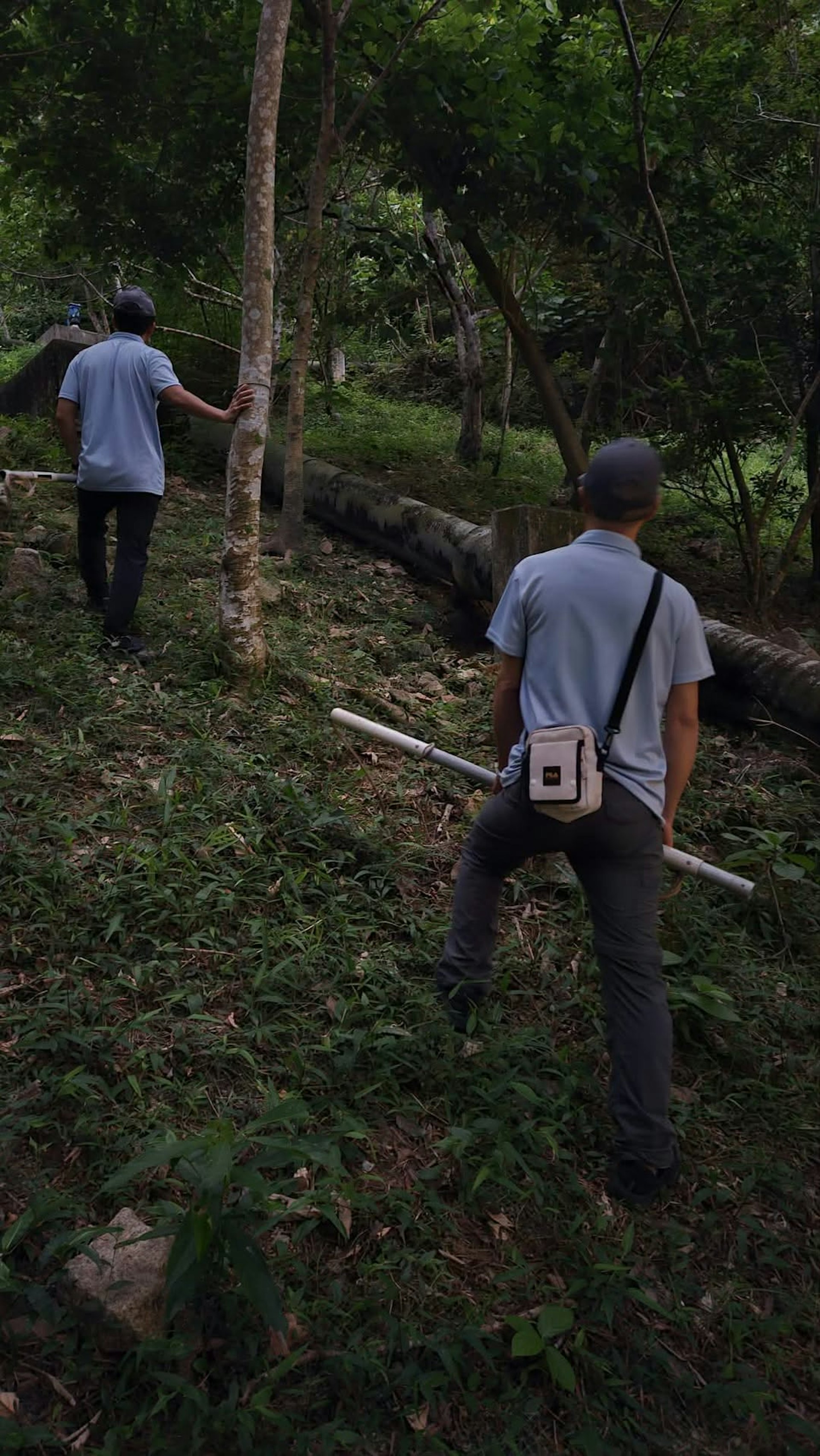 葵涌查获无主未植入芯片犬只 渔护署调查饲养人身份并拟依法检控 葵涌查获无主未植入芯片犬只 渔护署调查饲养人身份并拟依法检控