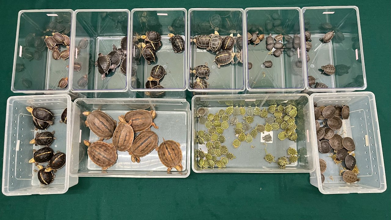 海關落馬洲截77歲翁 揭環保袋背囊藏164隻活龜值$32萬 部分瀕危