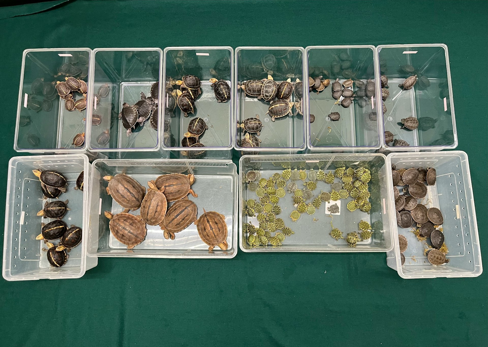 海關於落馬洲截獲77歲男子 環保袋背囊內藏164隻活龜涉值32萬 部分屬瀕危物種 海關於落馬洲截獲77歲男子 環保袋背囊內藏164隻活龜涉值32萬 部分屬瀕危物種