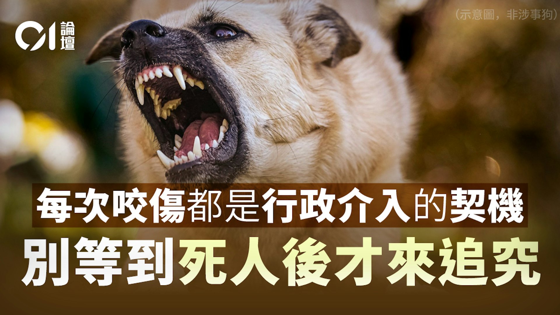 两月两条人命!香港犬只管理漏洞凸显,芯片登记沦为摆设 两月两条人命!香港犬只管理漏洞凸显,芯片登记沦为摆设