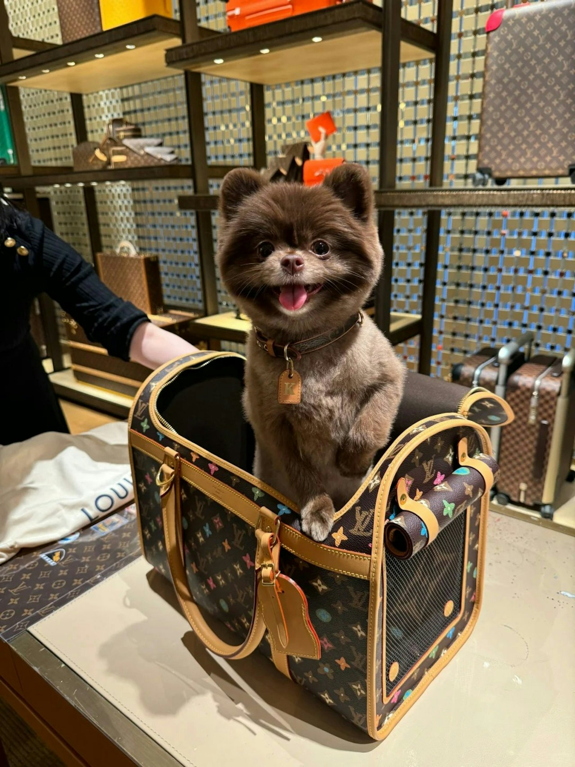 娇的爱犬Kuma拥有朱古力色毛毛,体型细小非常可爱。(小红书)