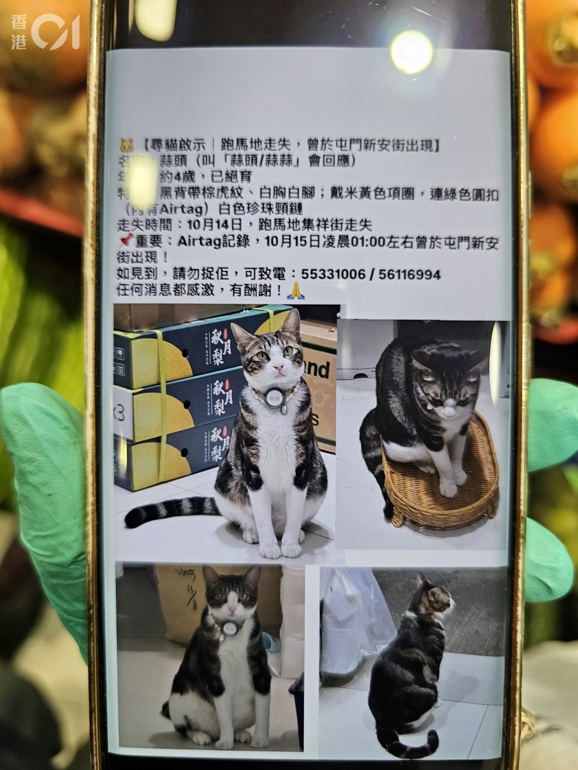职员在网上发出寻猫启示。