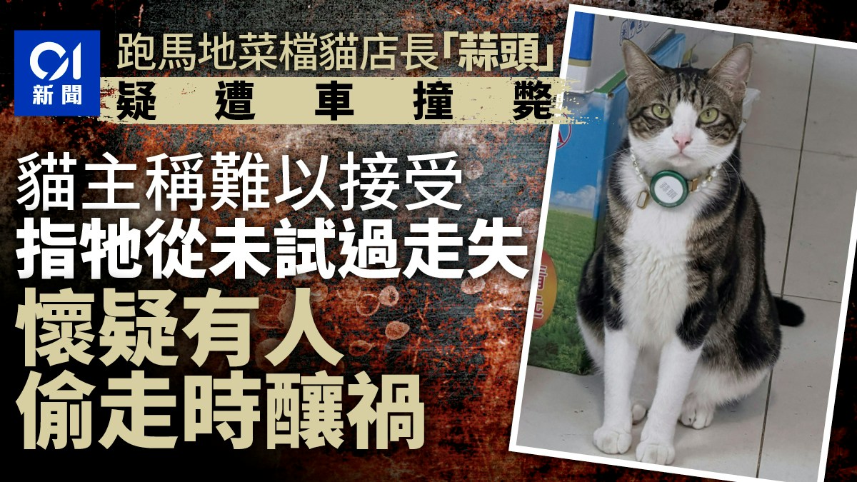 菜檔貓店長失蹤｜「蒜頭」疑遭車撞斃　貓主懷疑被偷走時釀禍