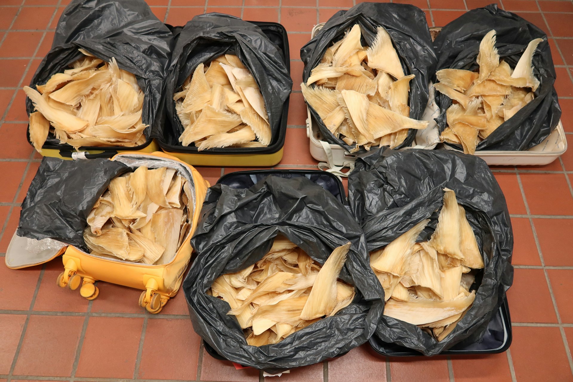 女子携52公斤濒危干鱼翅抵港,因非法进口获刑十个月 女子携52公斤濒危干鱼翅抵港,因非法进口获刑十个月