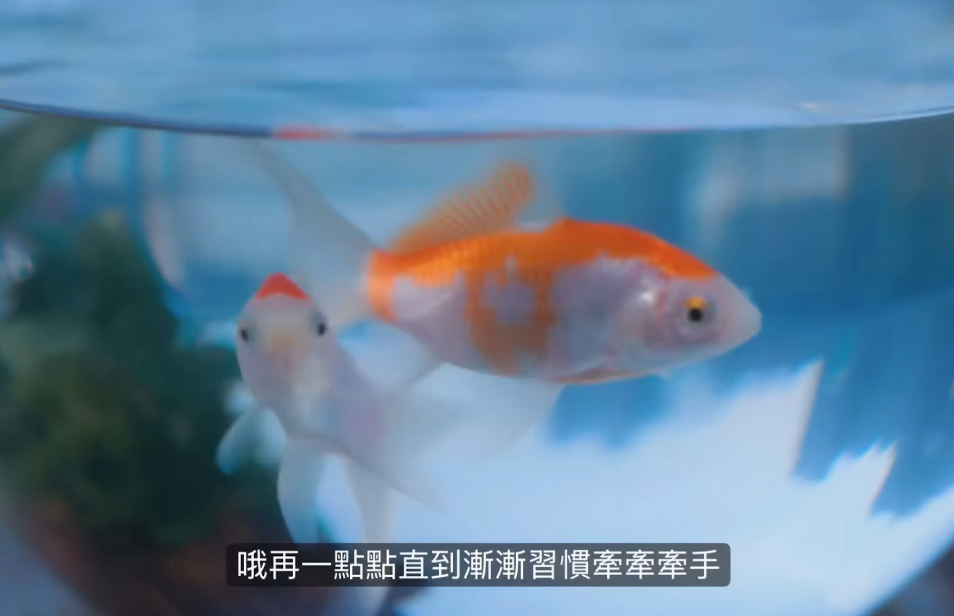 HUR+成员C.Holly X DJ SODA《花心大萝卜》MV截图