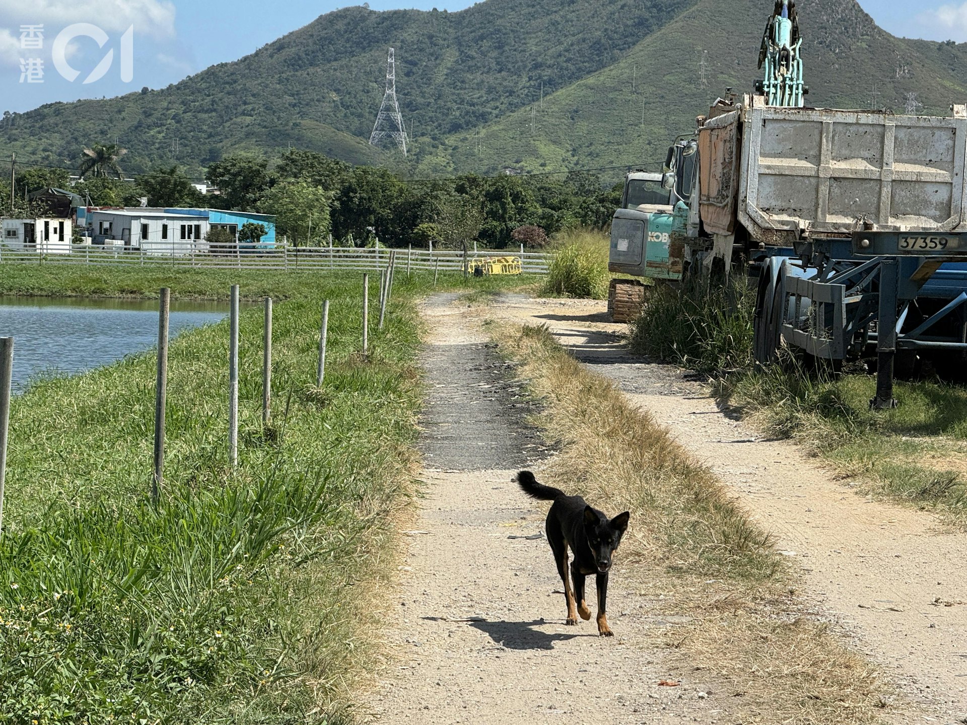 现场仍有其他犬只在周围徘徊。