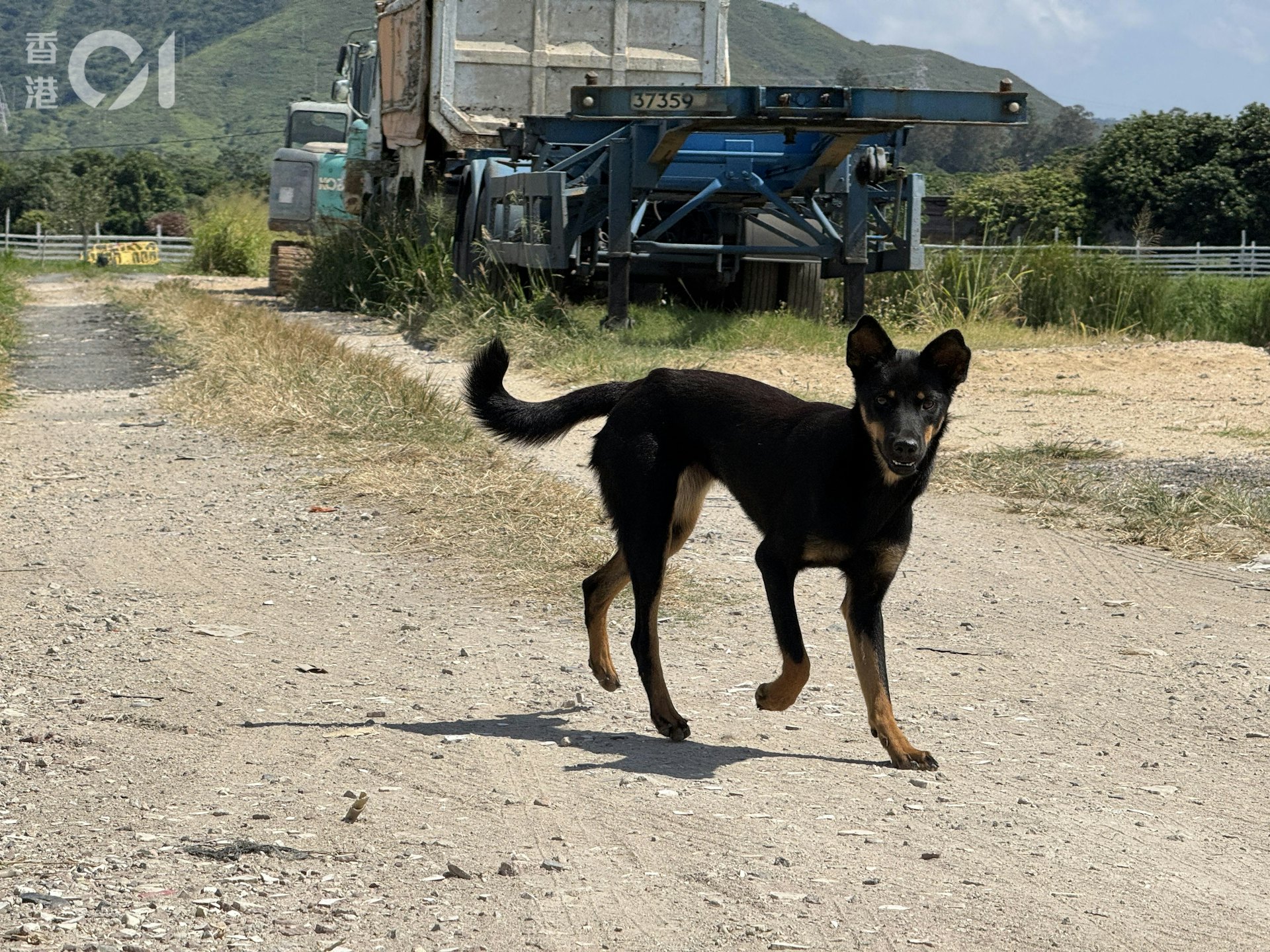 现场仍有其他犬只在周围徘徊。