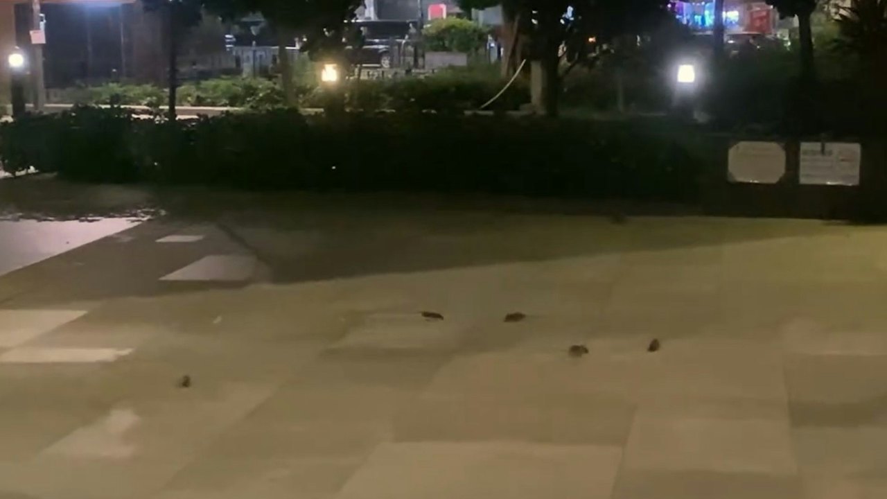 有片|大角咀櫻桃街公園變老鼠樂園 食環署:主動跟進鼠患問題