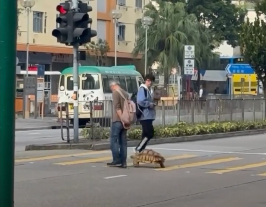 有片|柴灣「龜仙人」帶巨龜過馬路獲讚溫馨 有人擔心唔夠時間過