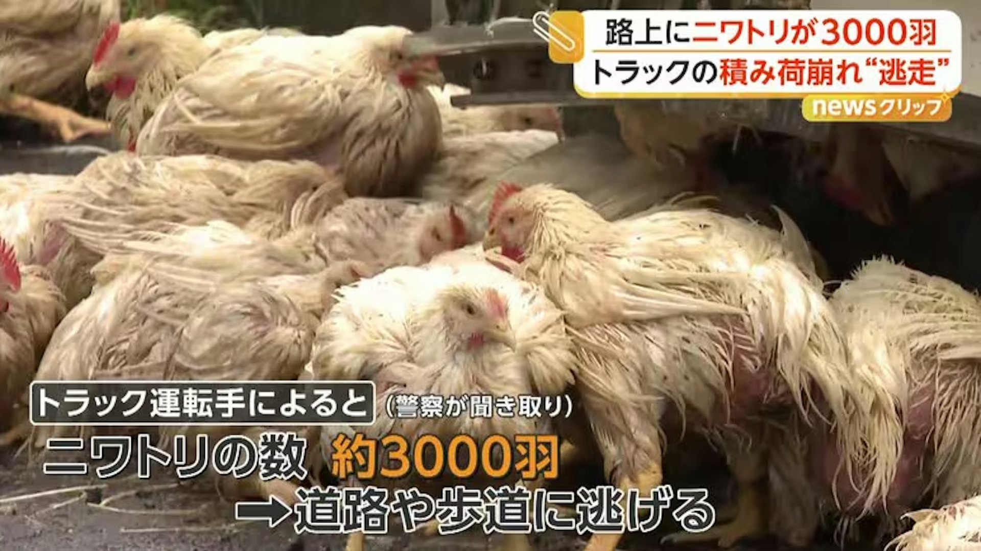 事故现场鸡群的近距离画面