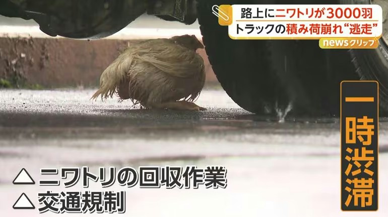 一只鸡躲在货车底部、靠近车轮的位置