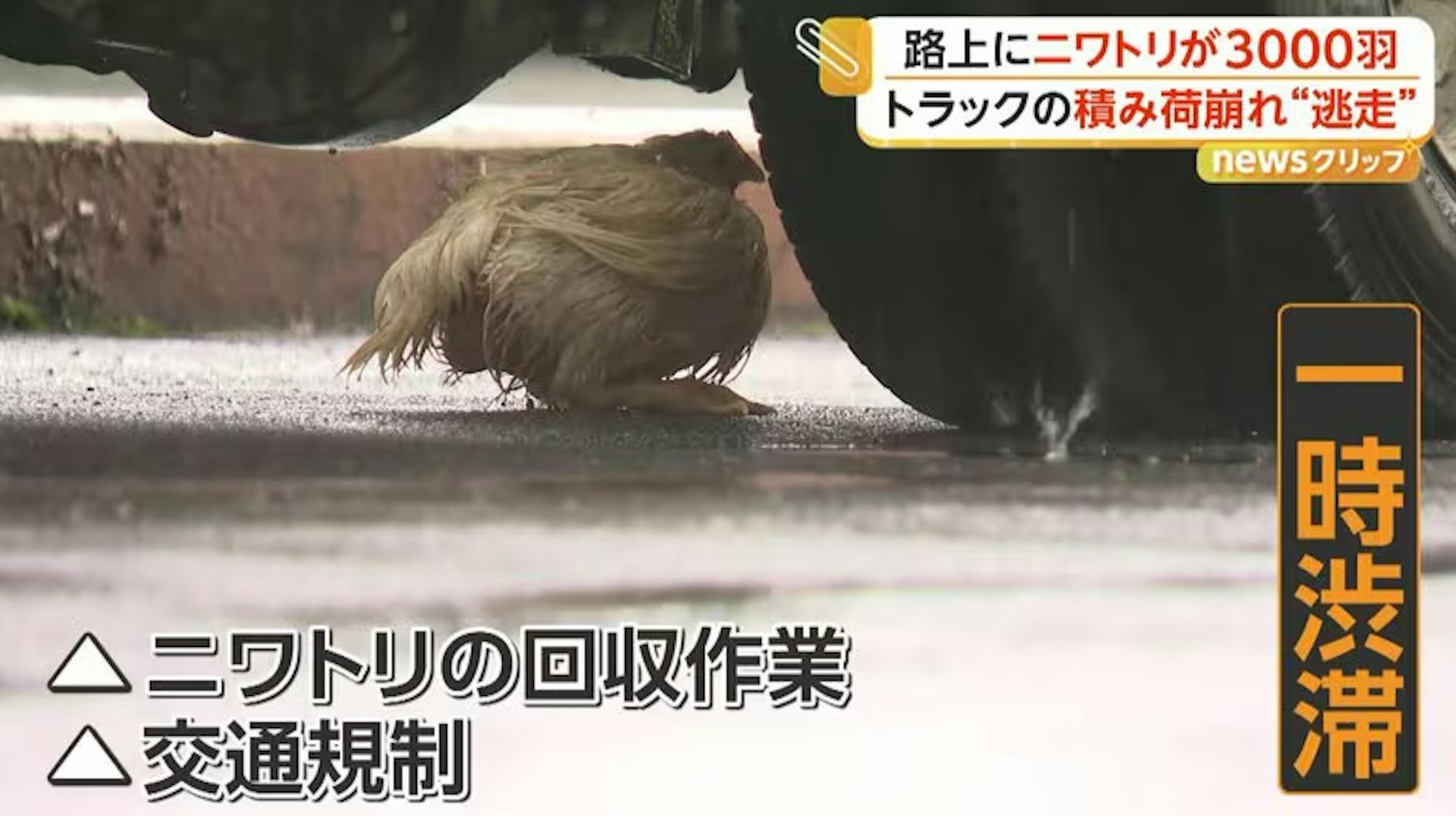 一只鸡躲在货车底部、靠近车轮的位置