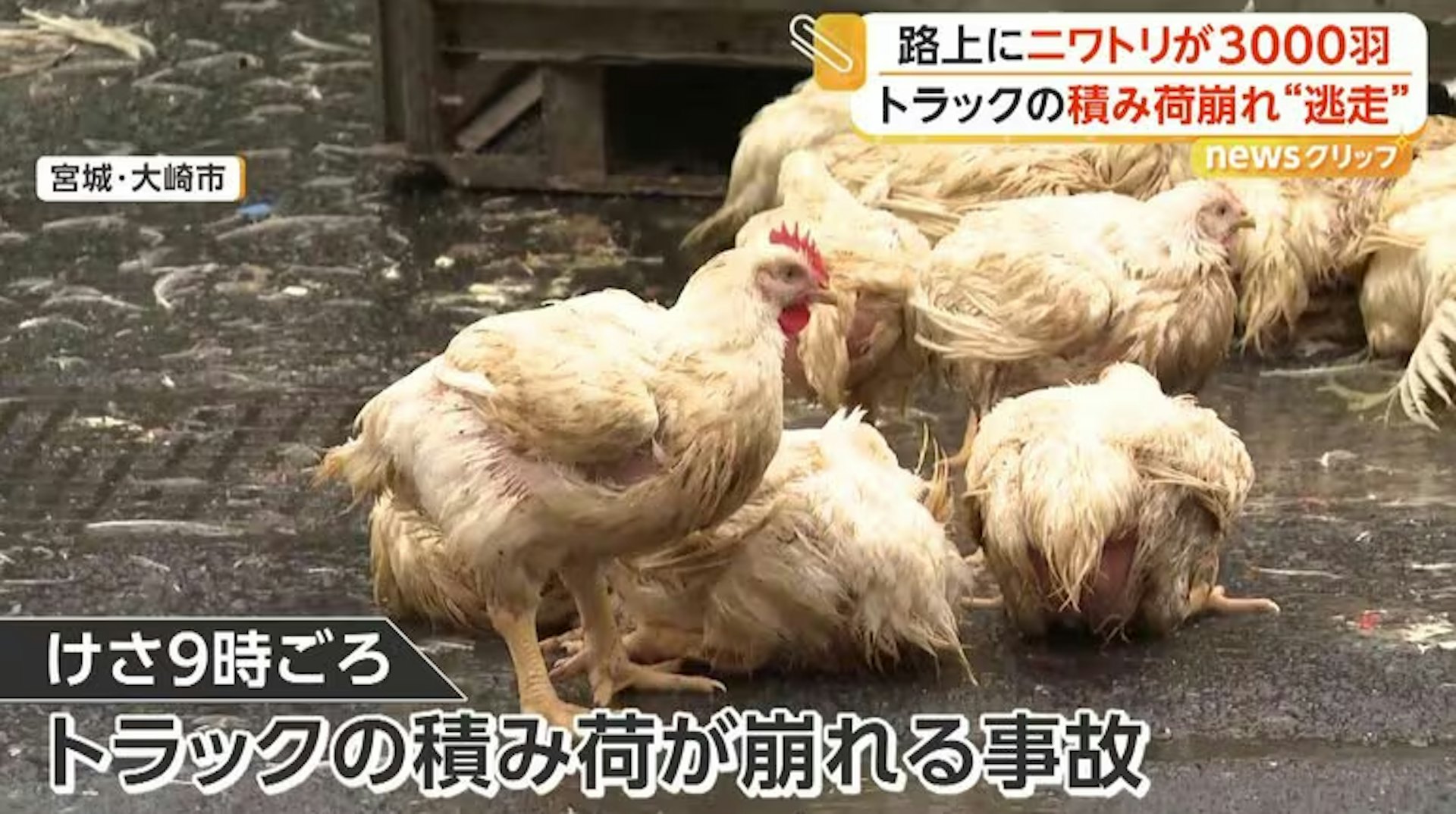 日本大马路上“突然挤满鸡”,运鸡货车鸡笼崩塌!上千只鸡跑出,光交通管制就花了4小时! - 奇趣星球报