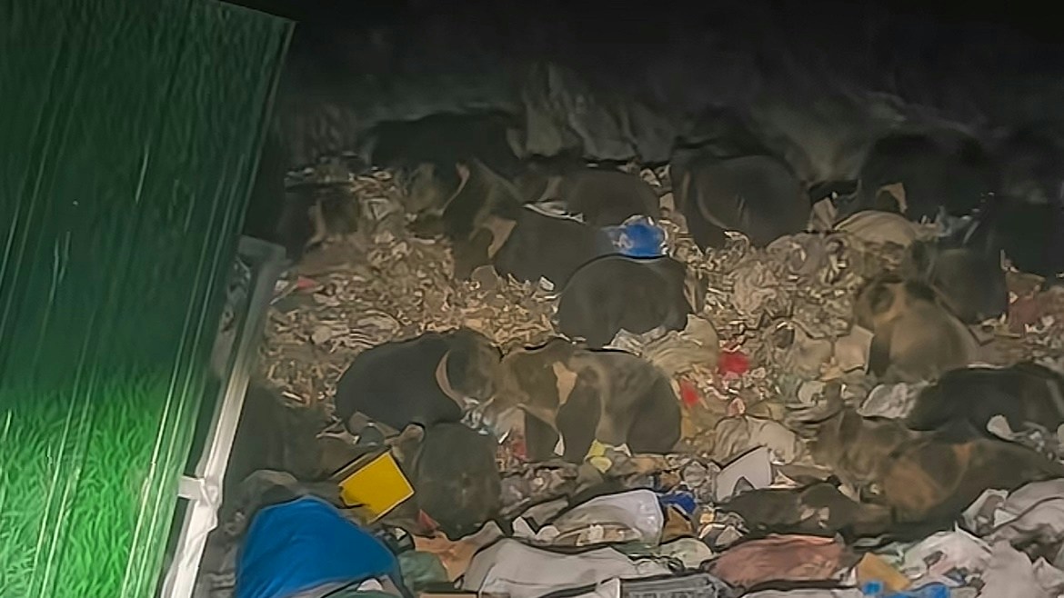 游客自驾西藏行错路误入垃圾场 惊见逾20只藏马熊觅食