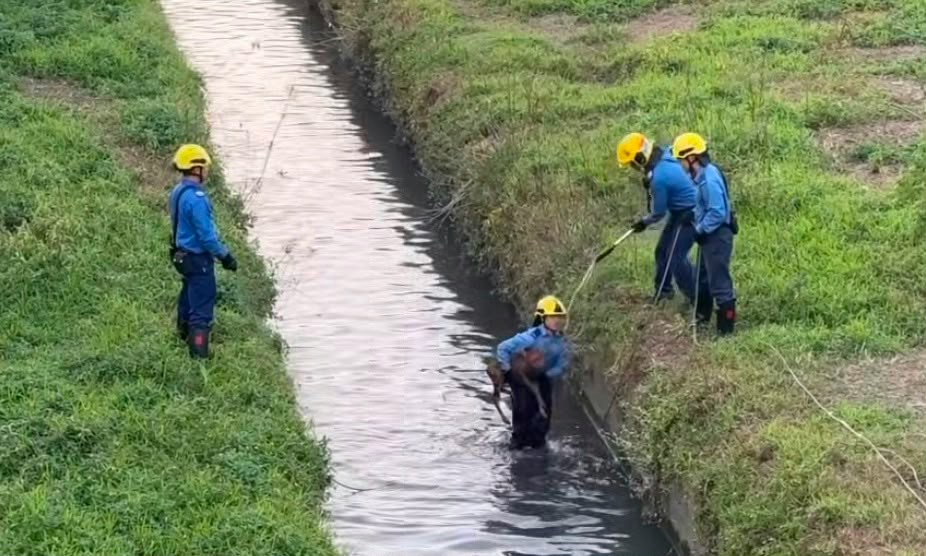 Firefighters rescue calf from Shek Sheung River in Sheung Shui