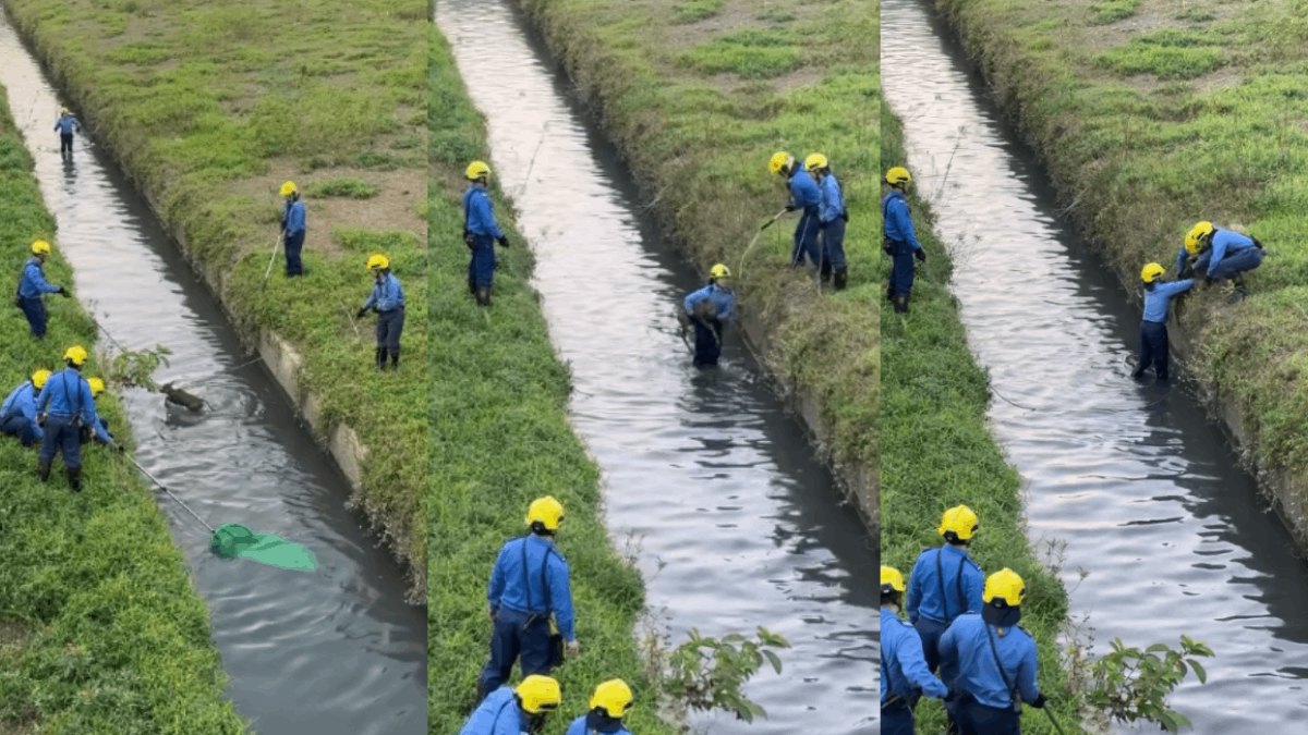 有片|上水石上河小牛墮河 消防員落水抱上岸 小牛蹦蹦跳回牛群