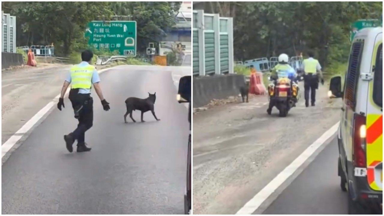 有片|黑狗誤闖粉嶺公路 交警人車護航帶離險境 網民讚處理得好