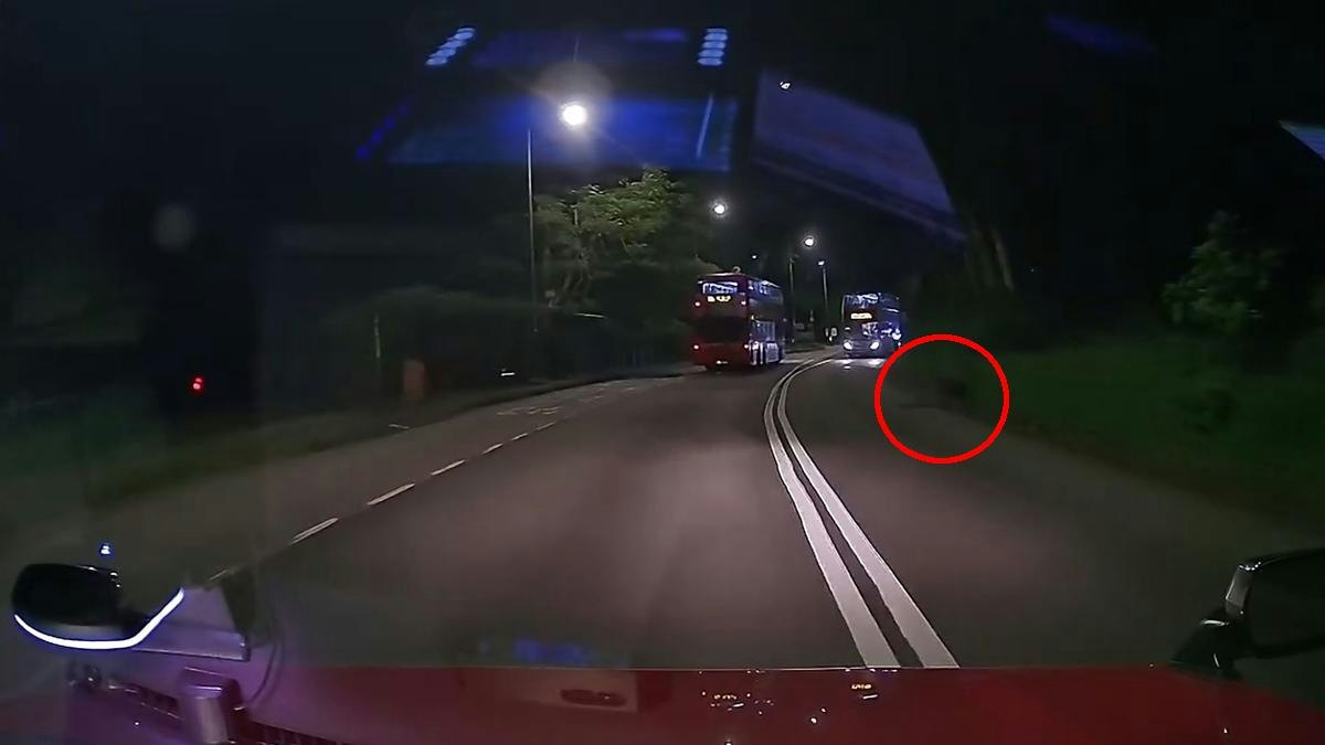 車Cam|大埔公路流浪狗徘徊 巴士將駛至 Cam主響號護航救一命