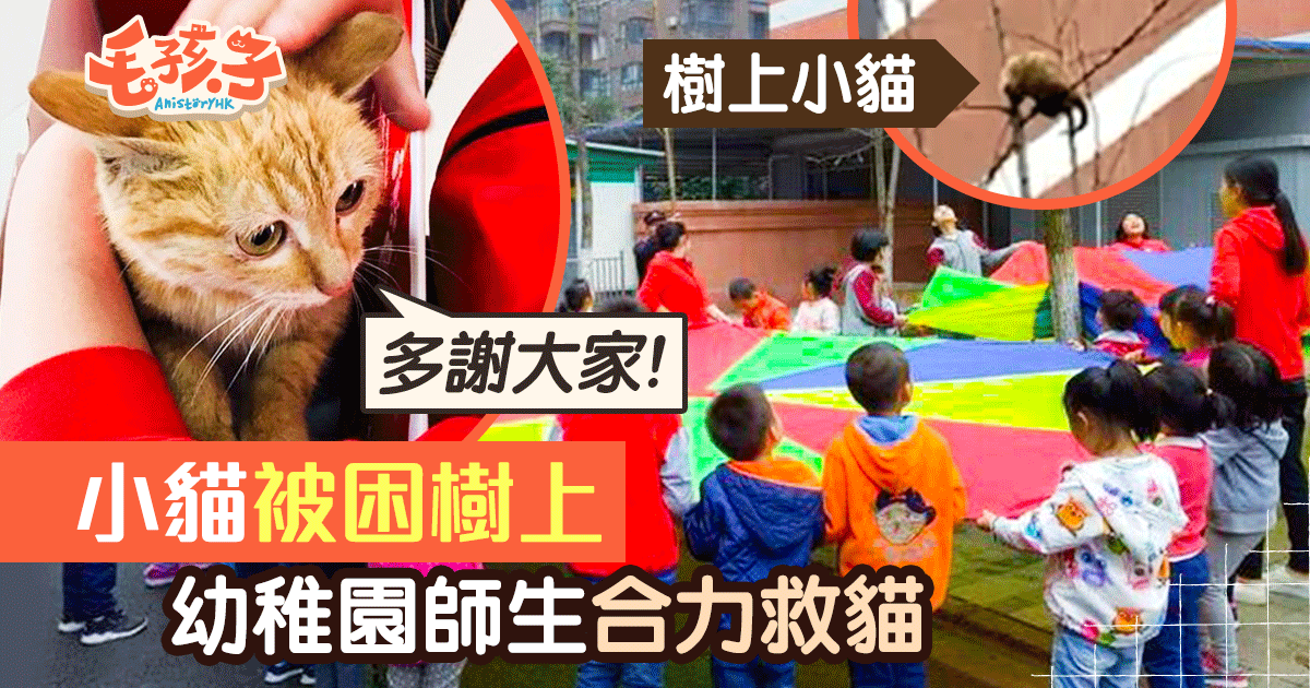 小貓被困三層樓高樹約40位幼稚園師生努力營救小貓 香港01 寵物